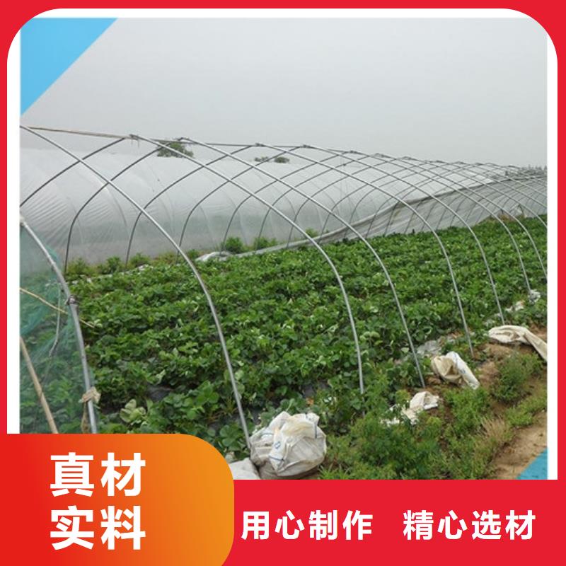 草莓苗黄桃树苗技术先进