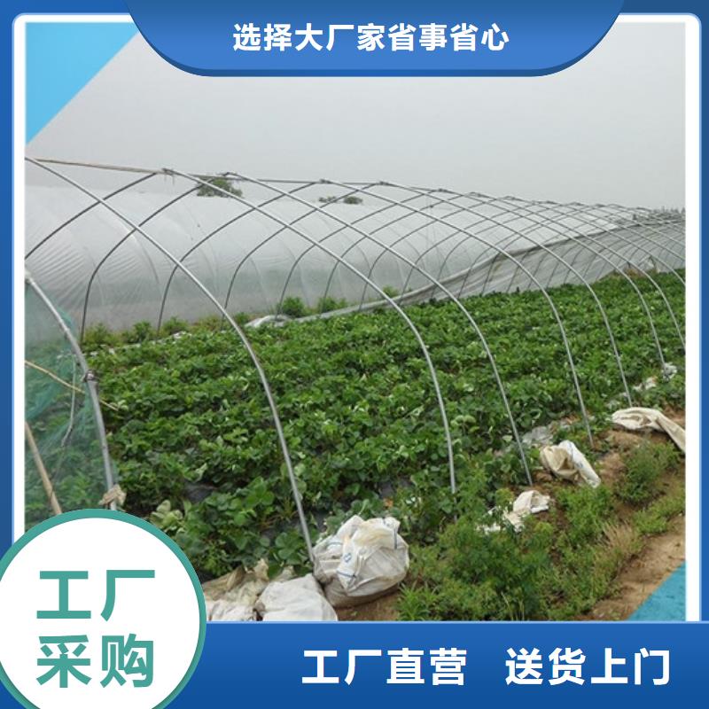草莓苗艾琳娜西梅树苗层层质检