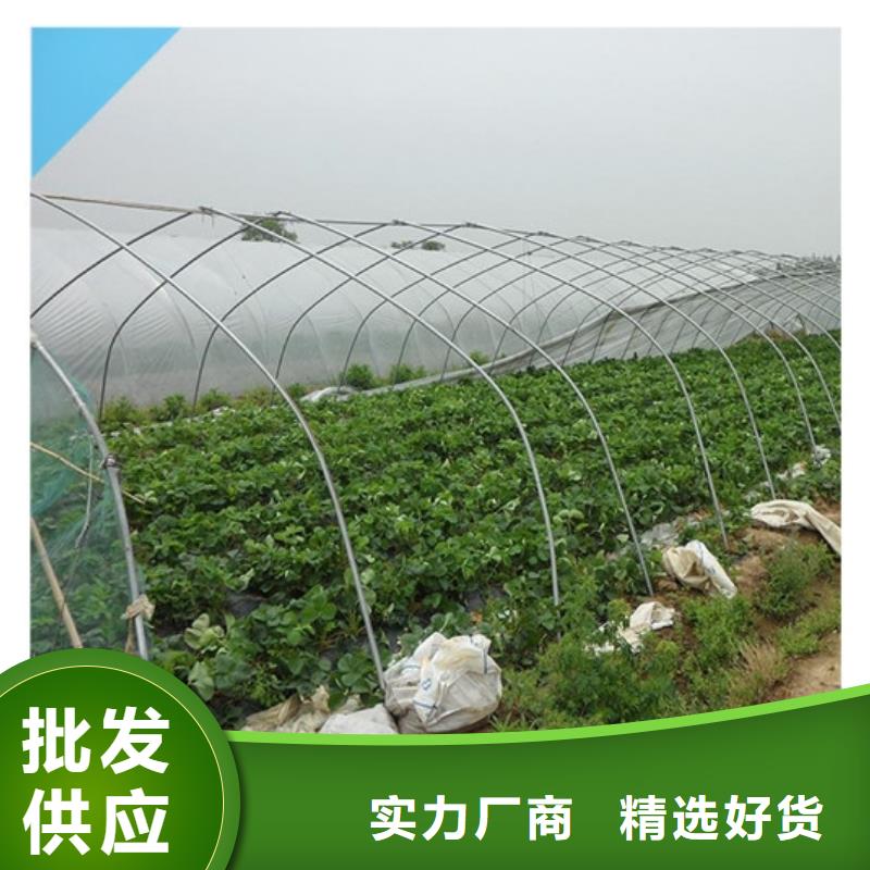 【草莓苗】香梨树苗质优价廉