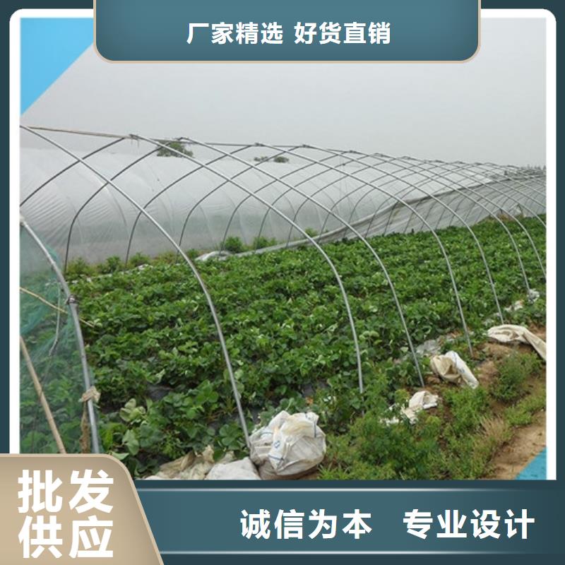 草莓苗梨树苗专注细节使用放心