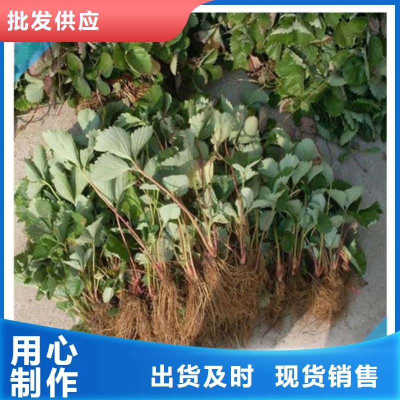 果树苗视频-甘肃省嘉峪关市|定西|金昌|兰州|张掖|酒泉果树苗-广祥