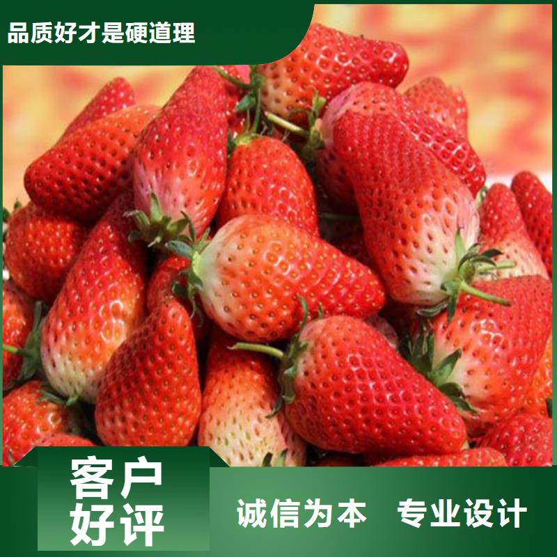 草莓苗板栗苗品质卓越