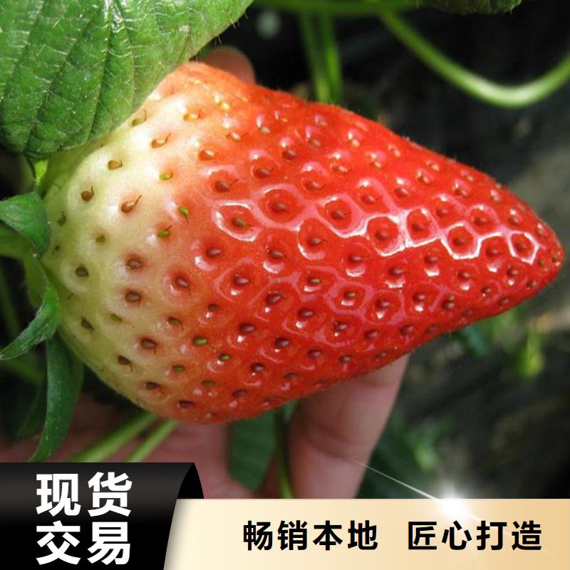 草莓苗_软籽石榴树苗厂家型号齐全