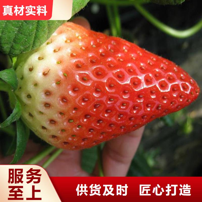 【草莓苗大棚草莓苗定制销售售后为一体】