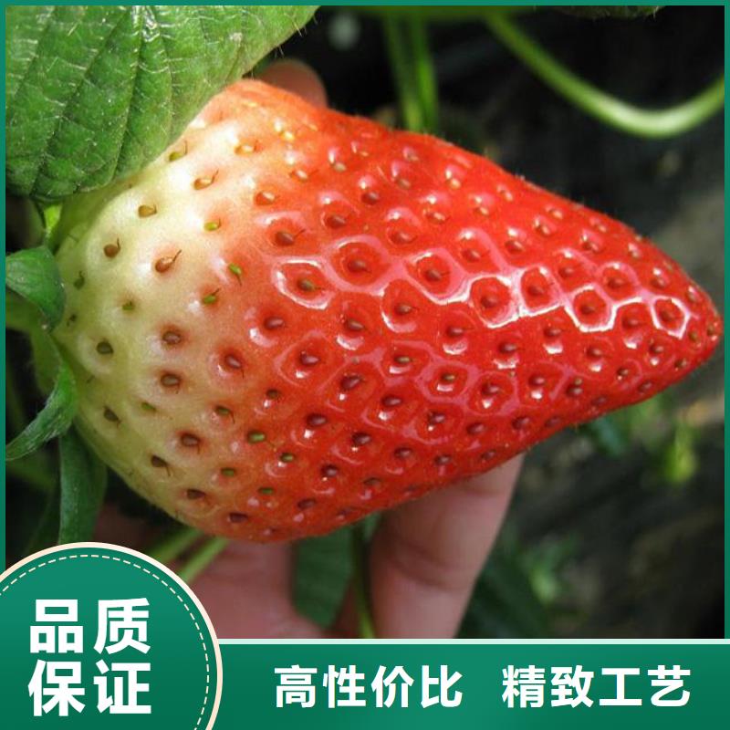 草莓苗-梨树苗基地精工制作