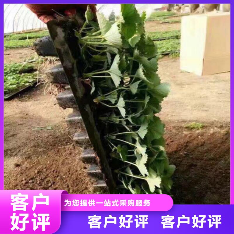 草莓苗-梨树苗基地产地直销