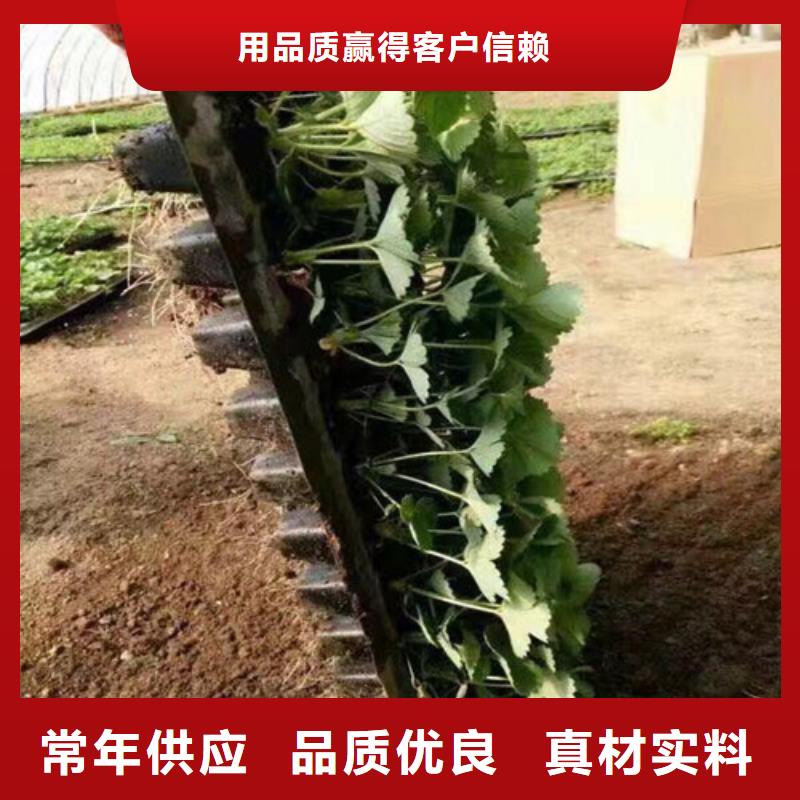 草莓苗-樱桃苗质量检测