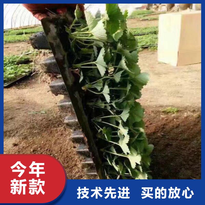 草莓苗-梨树苗基地精工制作
