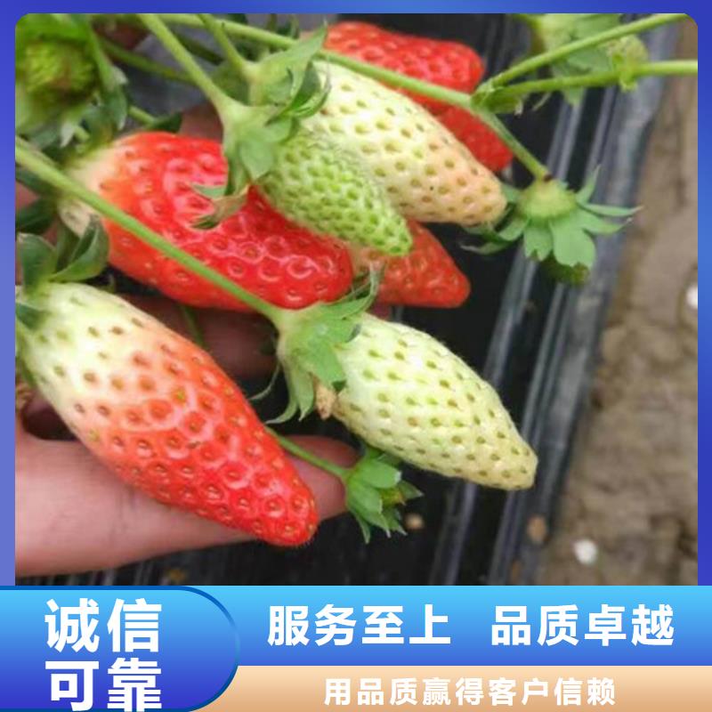 草莓苗樱桃苗您身边的厂家
