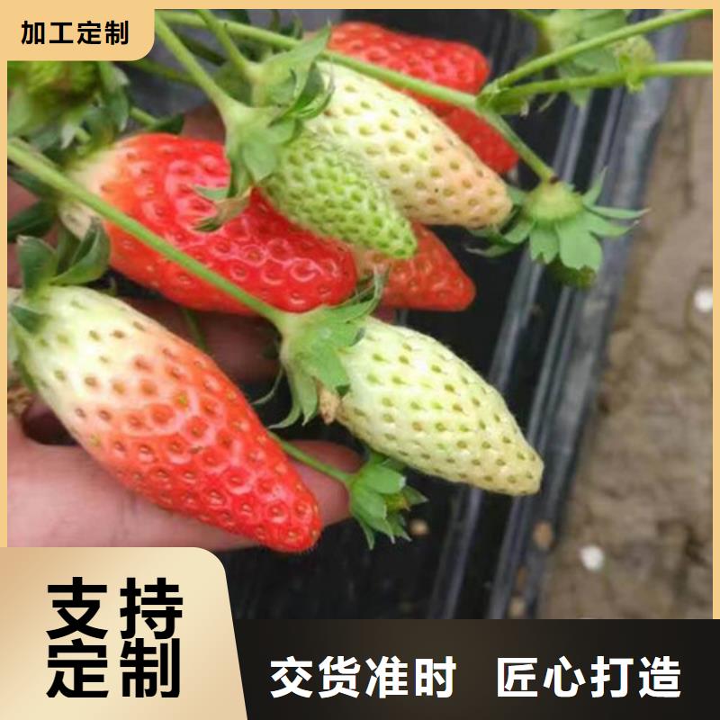 草莓苗黄桃树苗现货