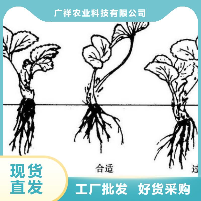 草莓苗苹果苗严选材质
