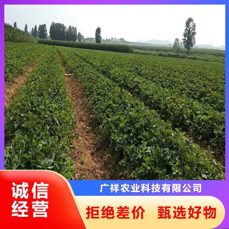草莓苗柱状梨树苗生产加工