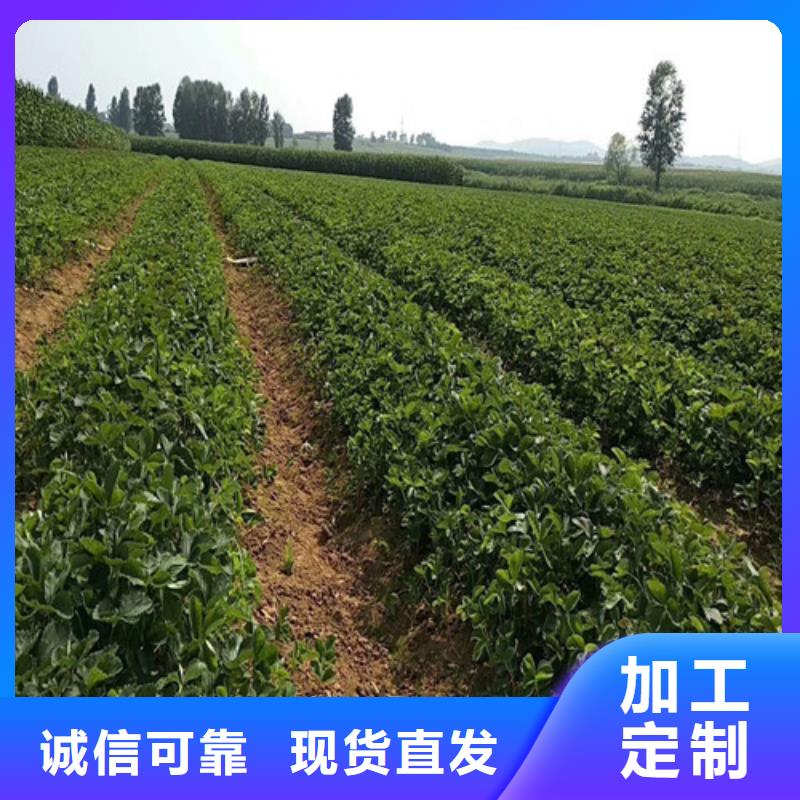 草莓苗_冬雪蜜桃树苗欢迎新老客户垂询