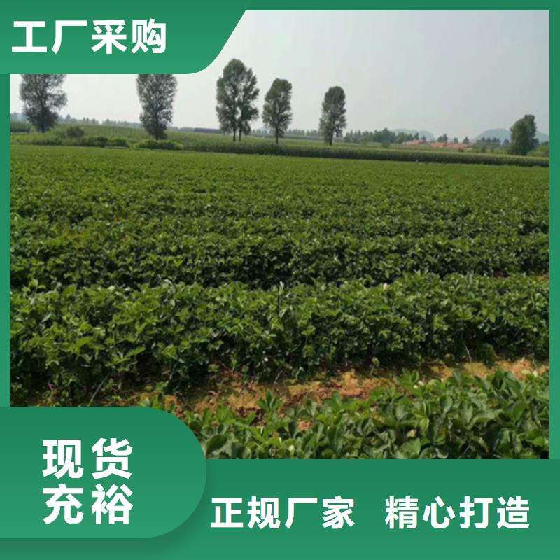 草莓苗蓝宝石葡萄苗品牌大厂家