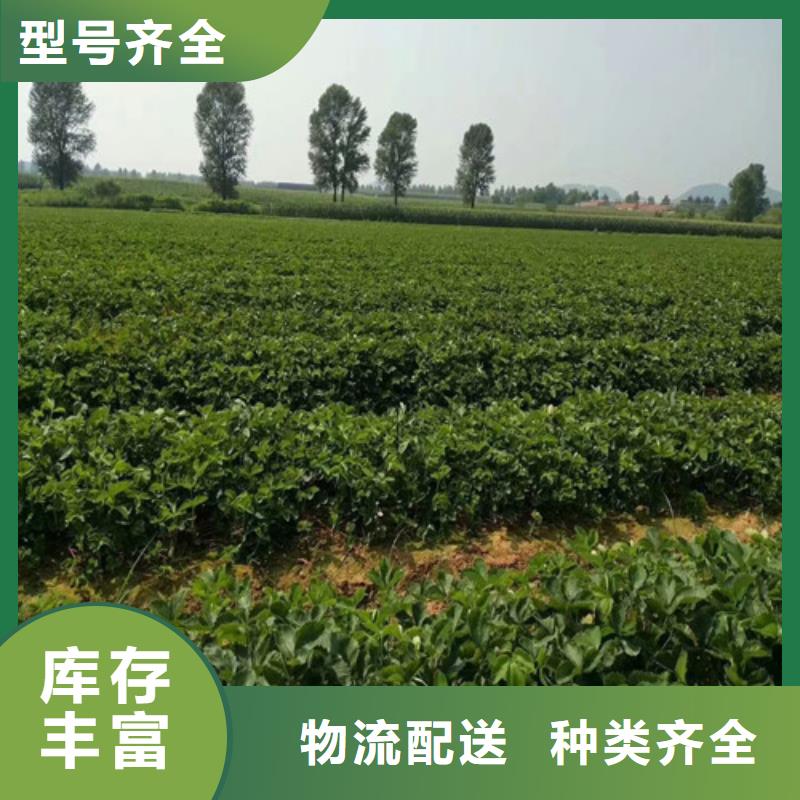 草莓苗葡萄苗分类和特点