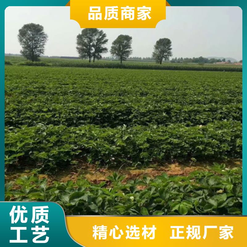 草莓苗葡萄苗分类和特点