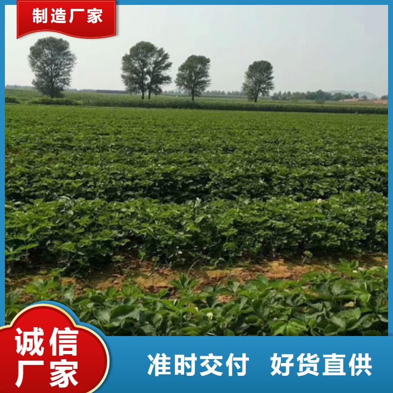草莓苗_阳光玫瑰葡萄树苗支持加工定制