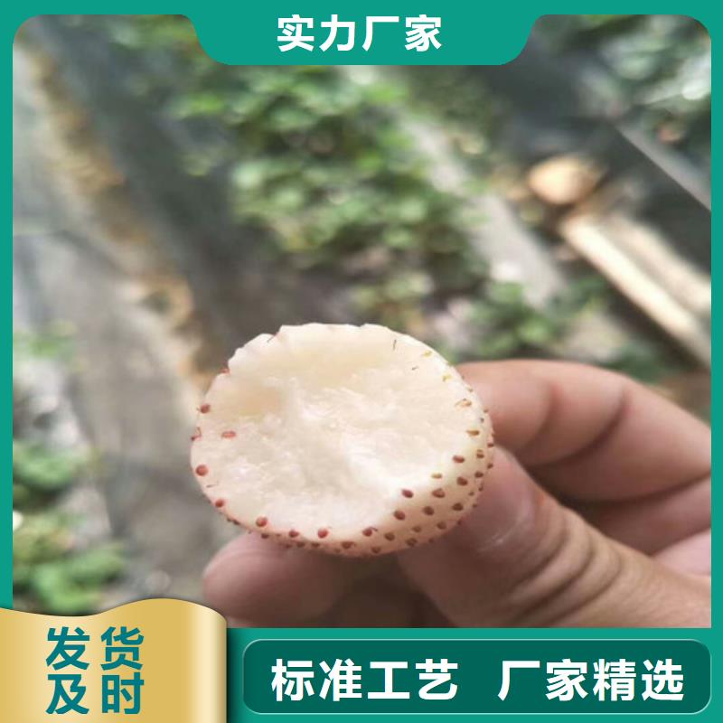 草莓苗樱桃苗您身边的厂家