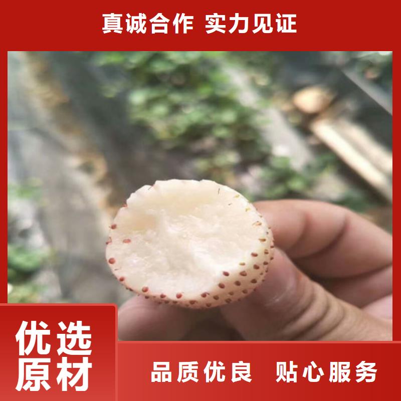 草莓苗葡萄苗基地价格合理