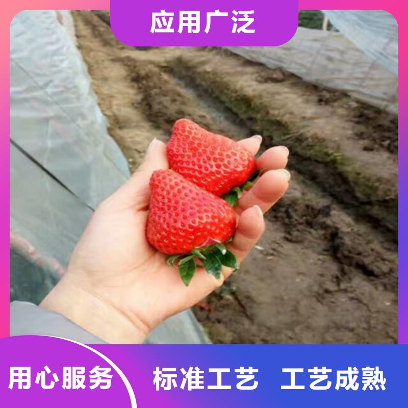 草莓苗板栗苗专业设计