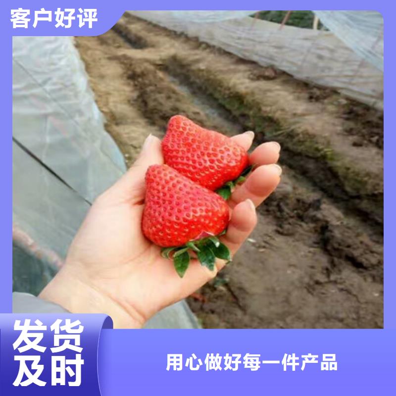 果树苗视频-甘肃省嘉峪关市|定西|金昌|兰州|张掖|酒泉果树苗-广祥