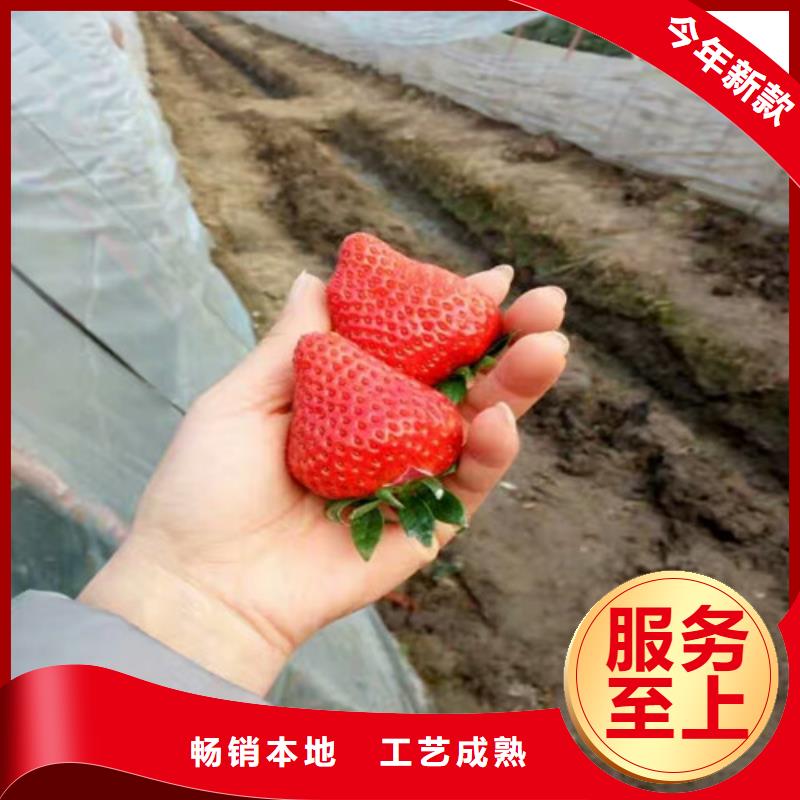 草莓苗-徐香猕猴桃树苗源头厂家直销