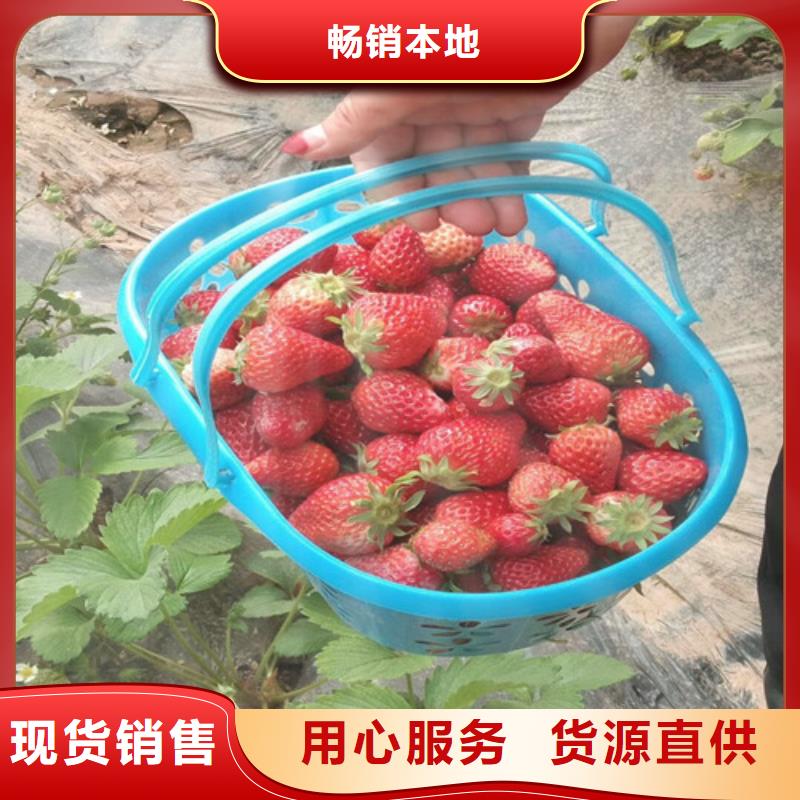 草莓苗梨树苗专注细节使用放心