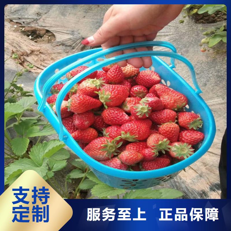 草莓苗,苹果苗层层质检