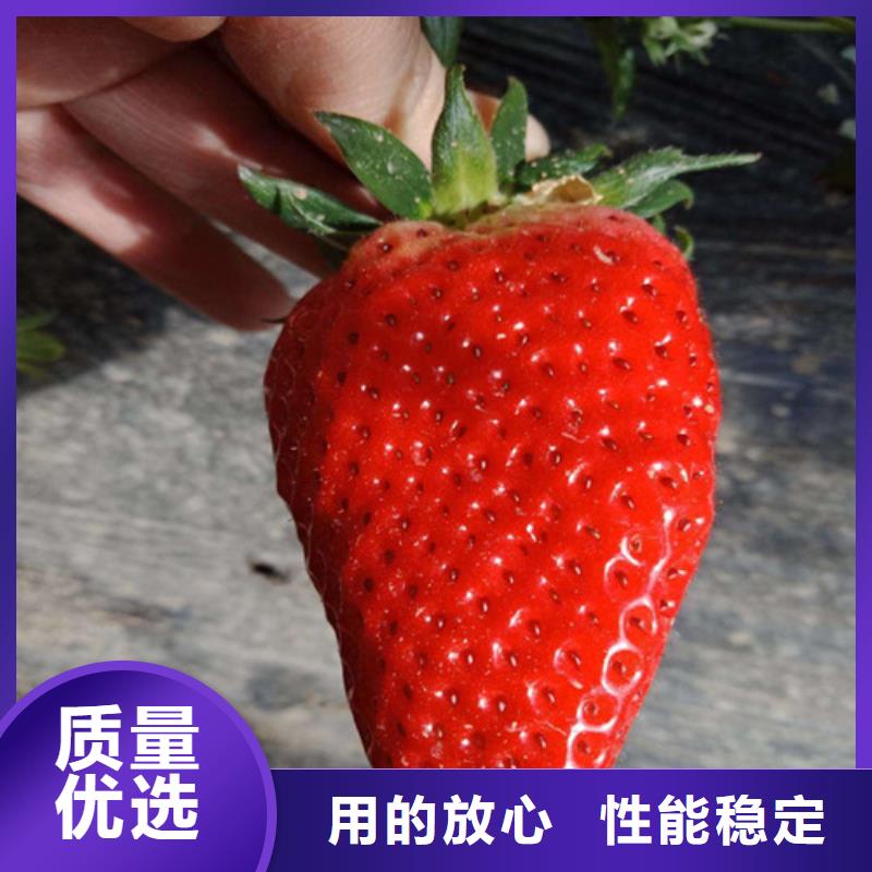 草莓苗樱桃苗大厂生产品质
