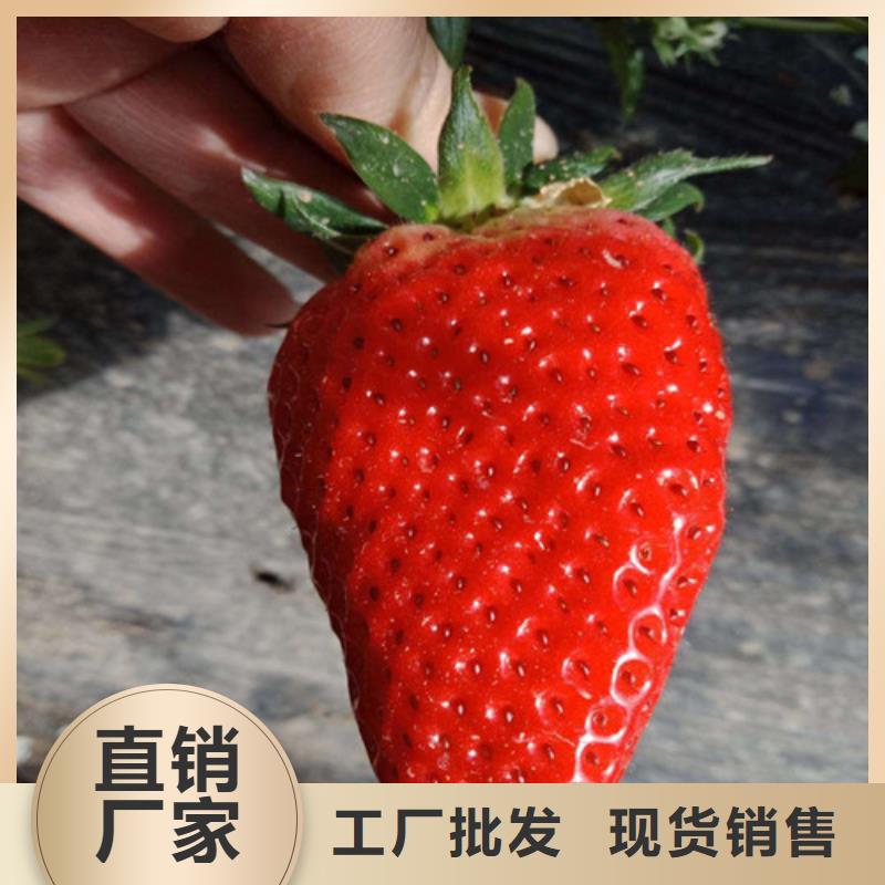 草莓苗梨树苗基地随心所欲定制