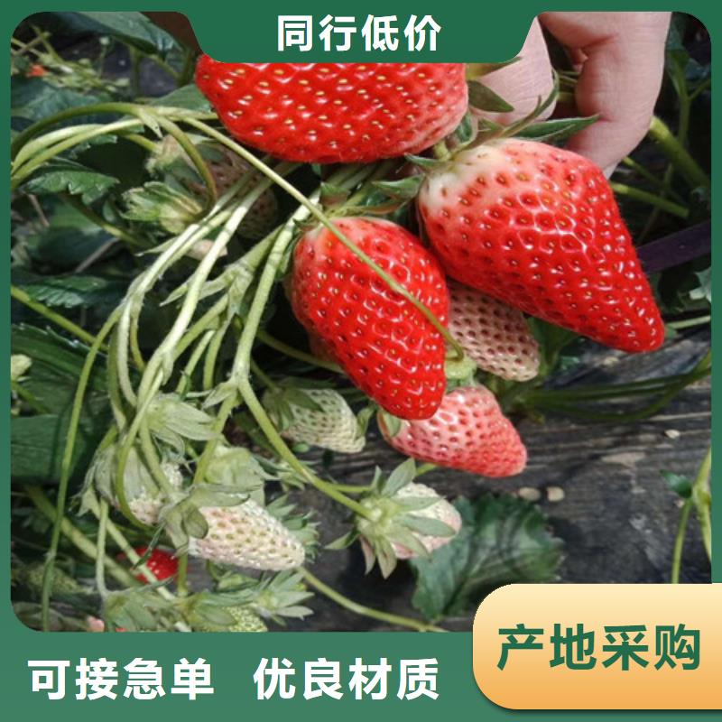 草莓苗苹果苗严选材质