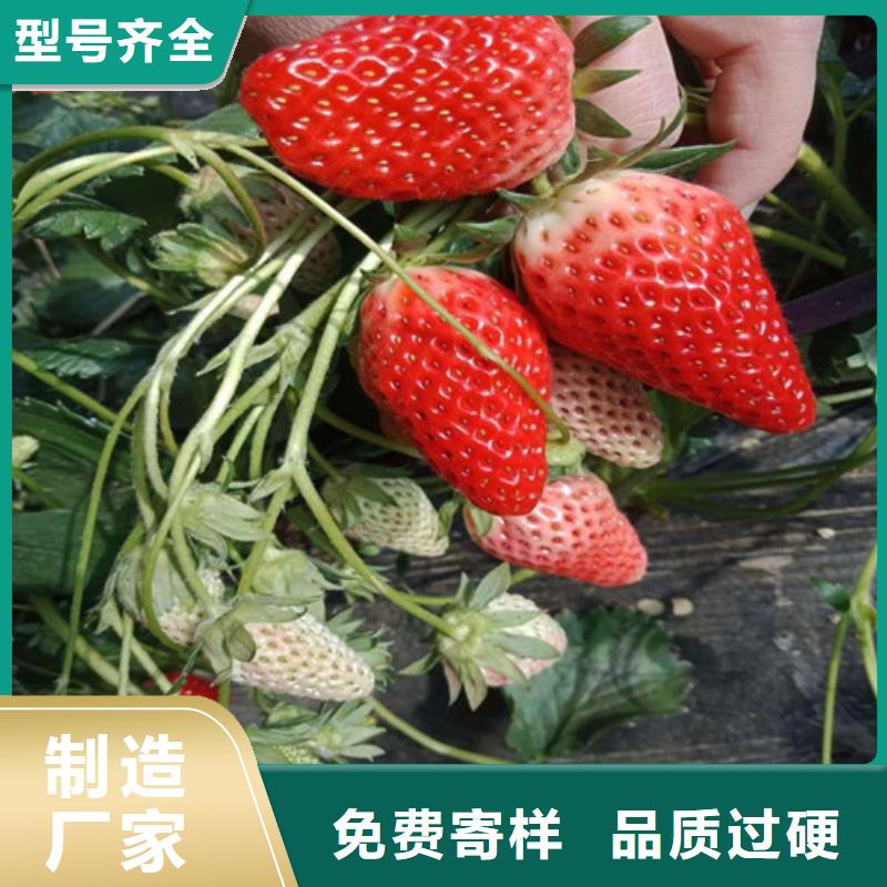 草莓苗大棚草莓苗服务始终如一