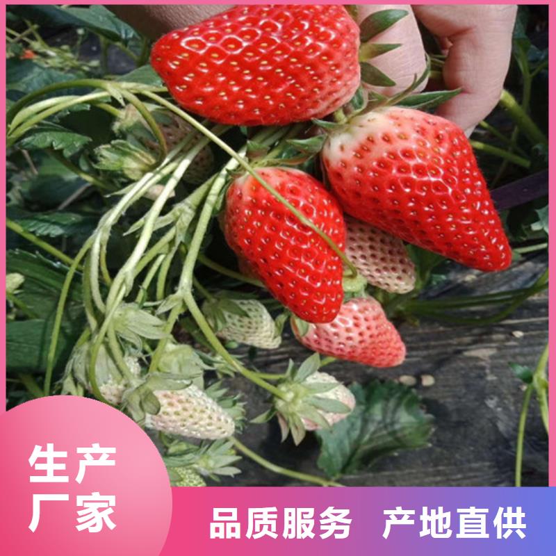 【草莓苗】香梨树苗质优价廉