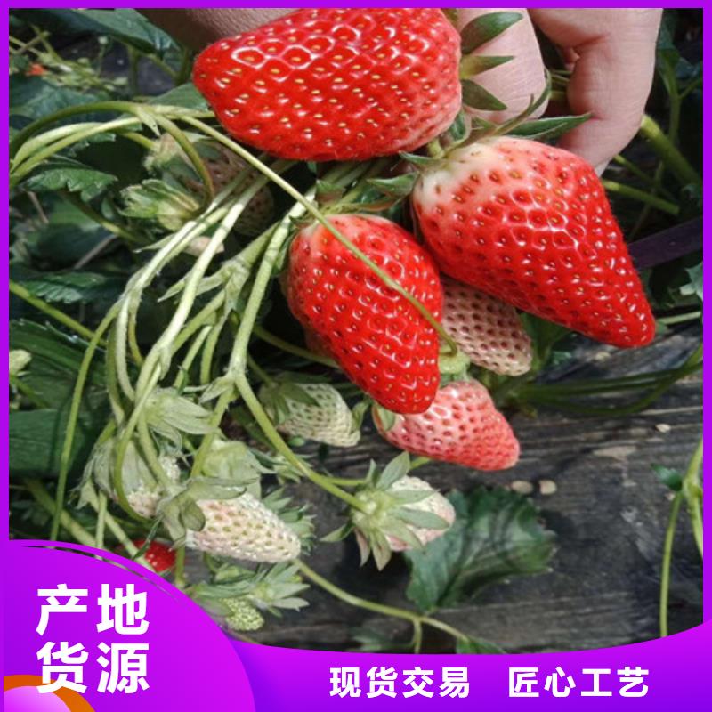 草莓苗-蓝宝石葡萄苗库存充足
