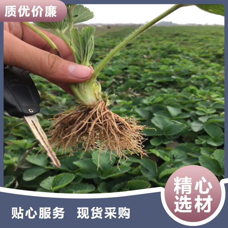 果树苗视频-连云|东海|无锡|扬州|徐州|常州|淮安|南京广祥果树苗_ 广祥农业科技(连云港市分公司)