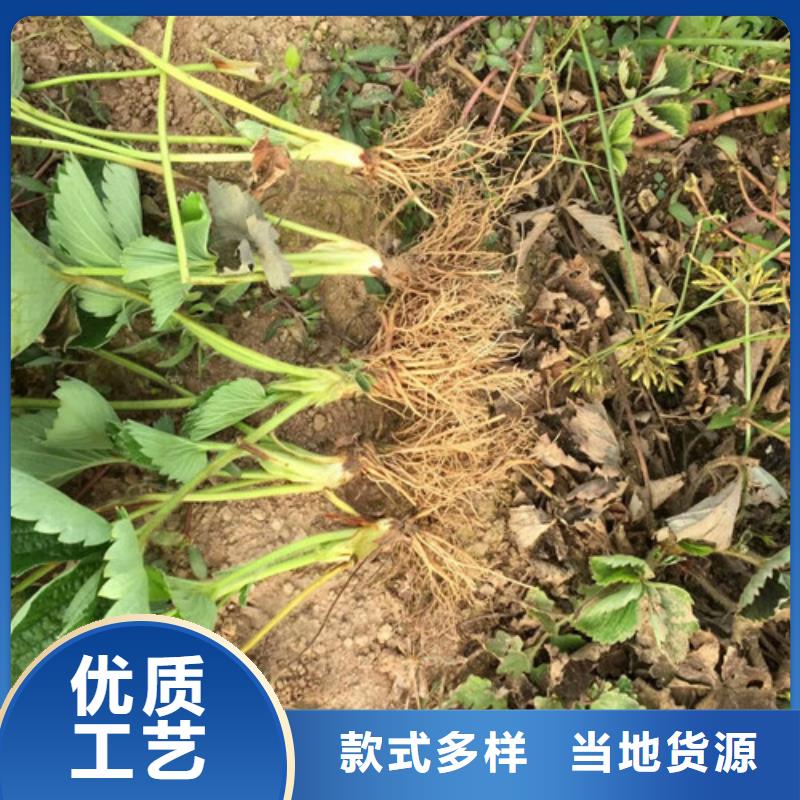 草莓苗黄桃树苗技术先进