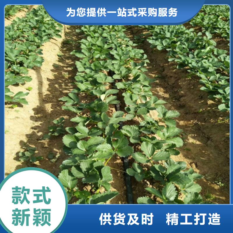 草莓苗冬桃树苗诚信厂家
