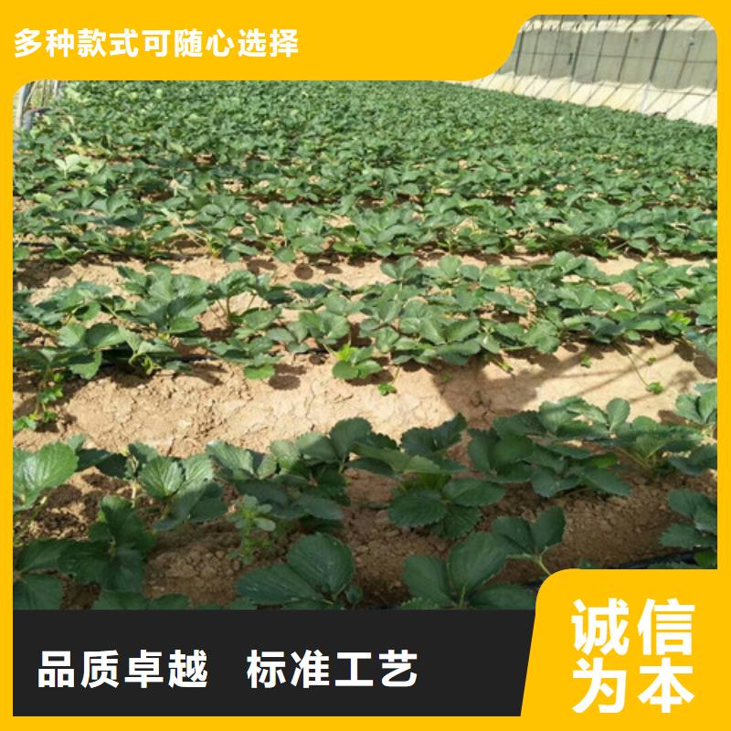 草莓苗冬雪蜜桃树苗匠心制造