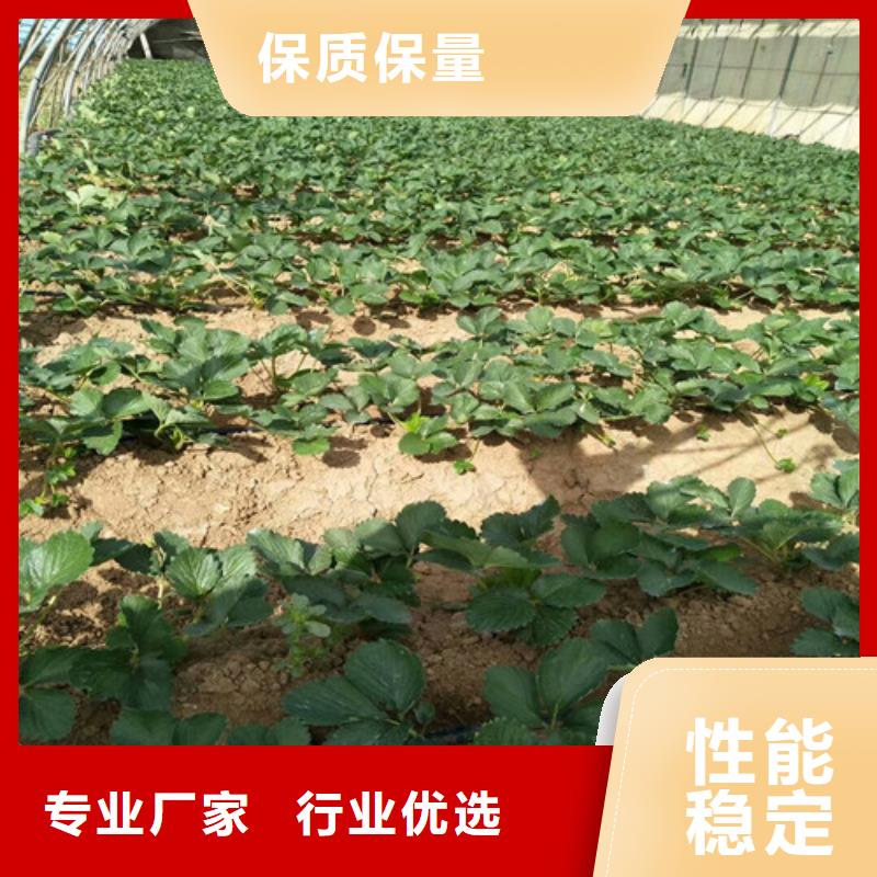 草莓苗果树苗品质做服务