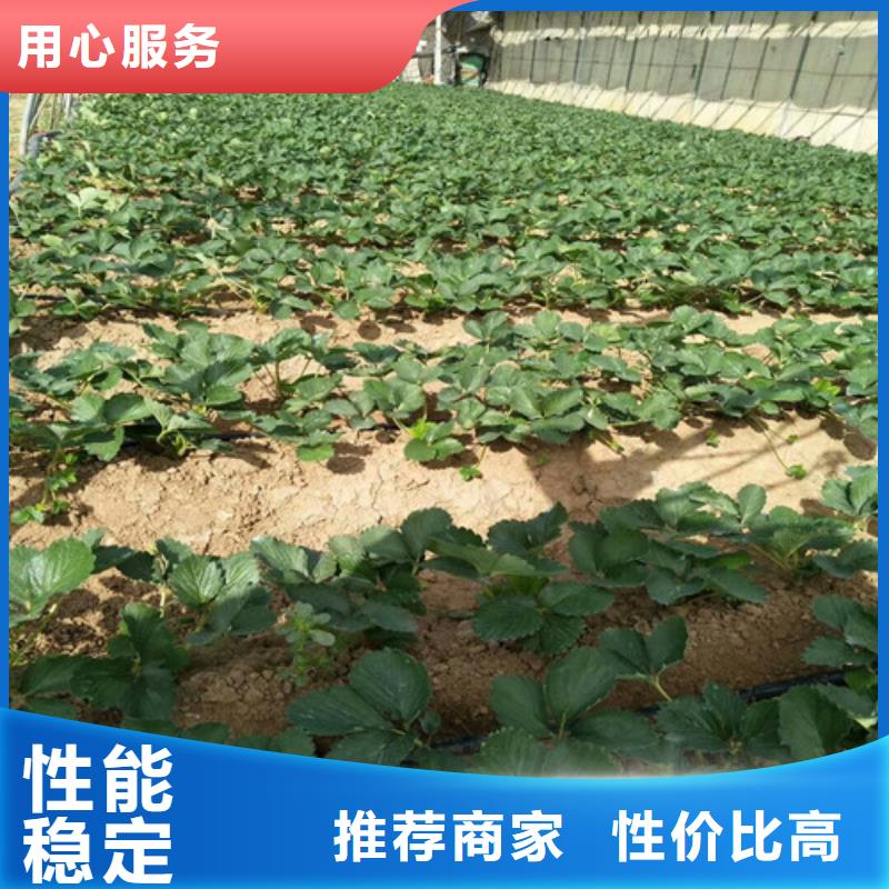 草莓苗_阳光玫瑰葡萄树苗支持加工定制