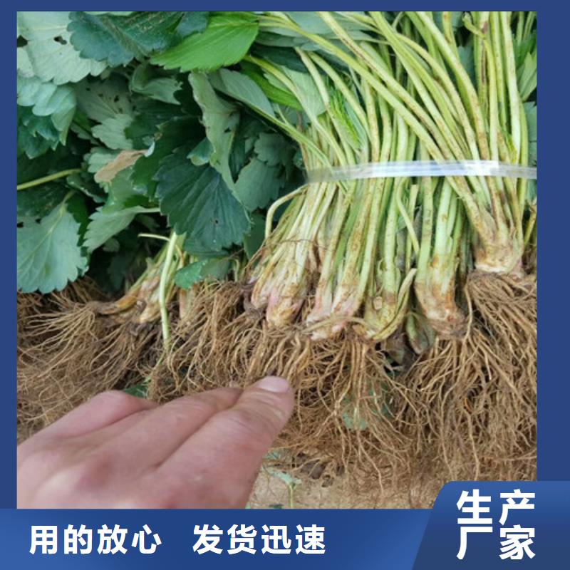 草莓苗草莓您身边的厂家