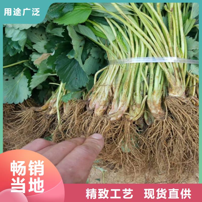 草莓苗板栗苗专业设计