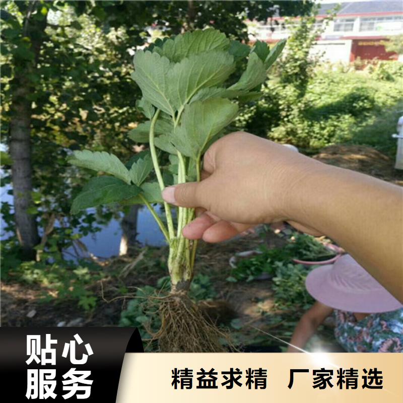 草莓苗-梨树苗基地产地直销