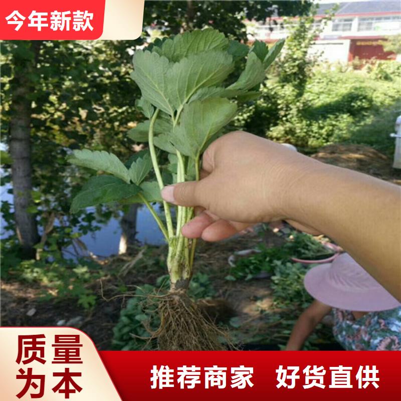 草莓苗-毛蟠桃树苗基地免费安装