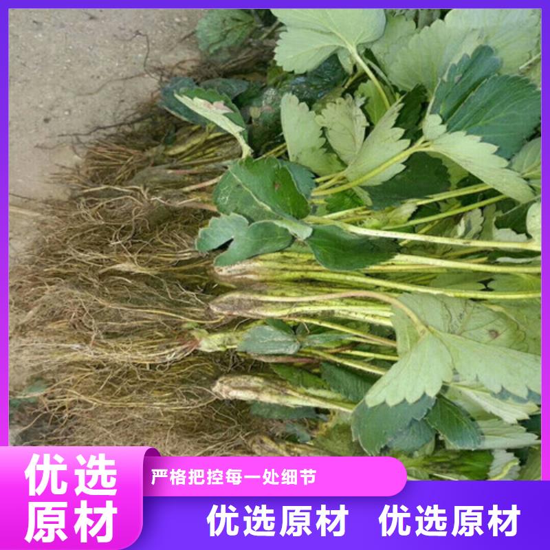 果树苗视频-甘肃省嘉峪关市|定西|金昌|兰州|张掖|酒泉果树苗-广祥
