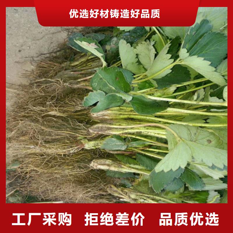 草莓苗板栗苗专业设计