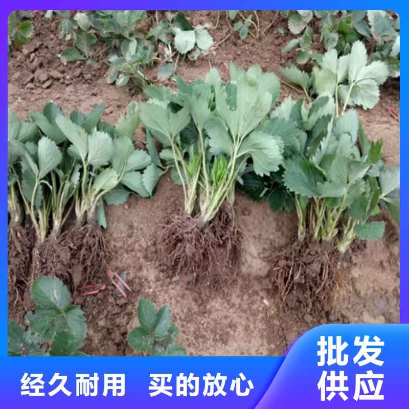 果树苗视频-果树苗-安徽省巢湖市本地品牌-合肥|淮南|六安|滁州|黄山