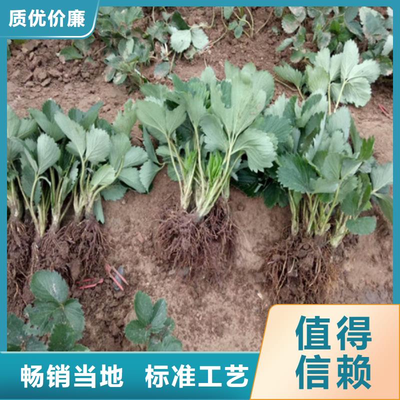 草莓苗-蟠枣树苗可定制有保障