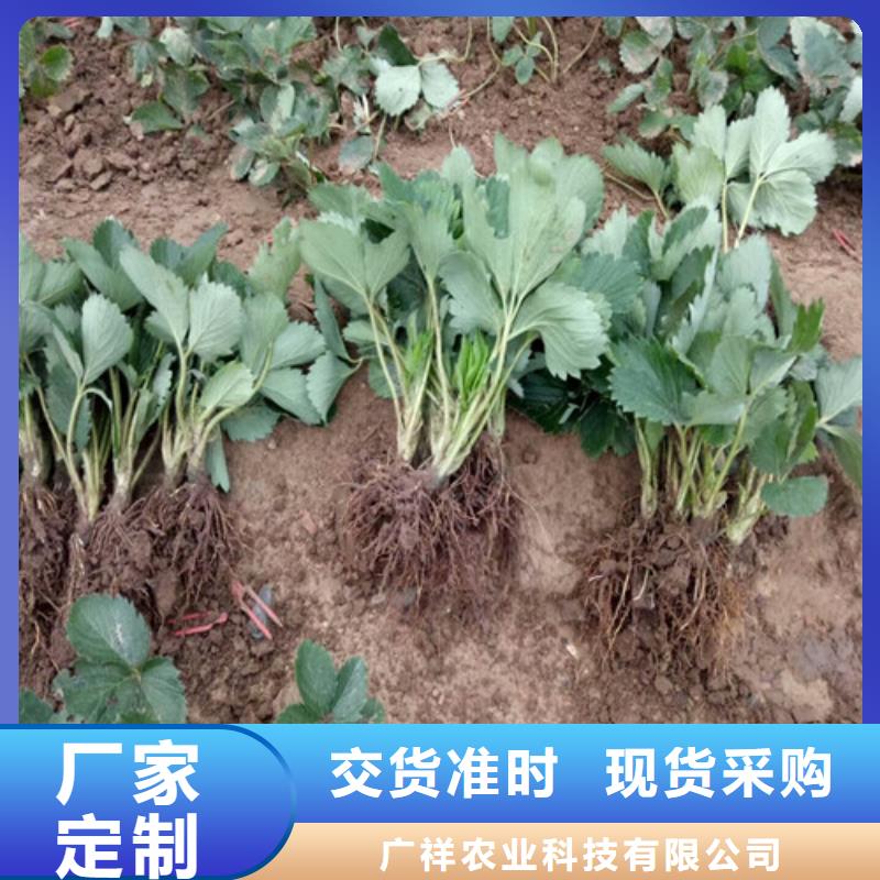 草莓苗樱桃苗源头采购
