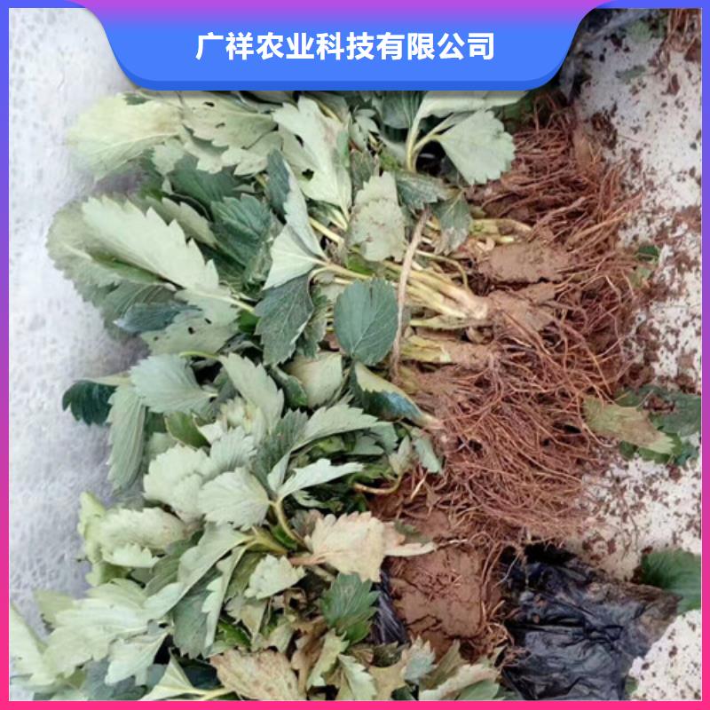 草莓苗黄金苹果树苗基地适用范围广